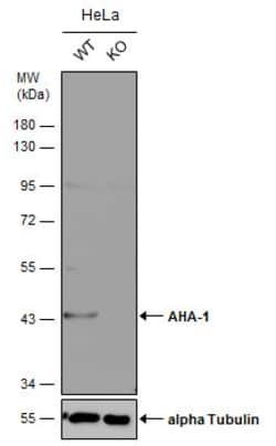 Invitrogen AHA1 Polyclonal Antibody 100 &mu;L | Buy Online | Invitrogen&trade; | Fisher Scientific