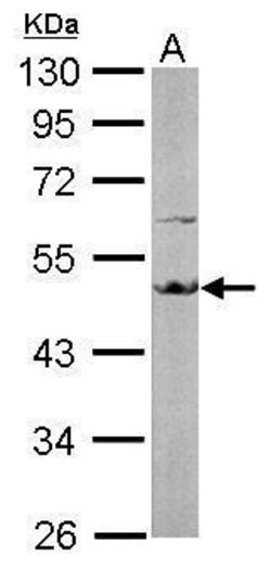 Invitrogen EEF1A2 Polyclonal Antibody 100 &mu;L; Unconjugated:Antibodies,