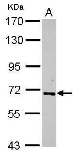 Invitrogen RelB Polyclonal Antibody 100 &mu;L; Unconjugated:Antibodies,