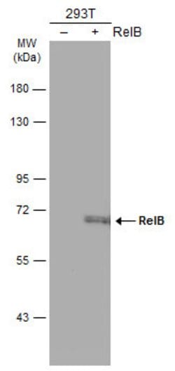 Invitrogen RelB Polyclonal Antibody 100 &mu;L; Unconjugated:Antibodies,