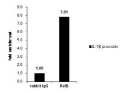 Invitrogen RelB Polyclonal Antibody 100 &mu;L; Unconjugated:Antibodies,