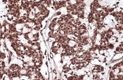 Invitrogen RelB Polyclonal Antibody 100 &mu;L; Unconjugated:Antibodies,