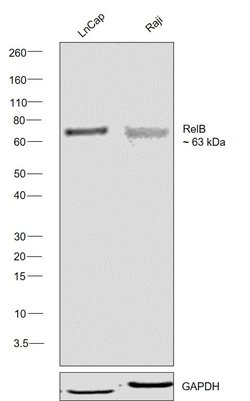 Invitrogen RelB Polyclonal Antibody 100 &mu;L; Unconjugated:Antibodies,