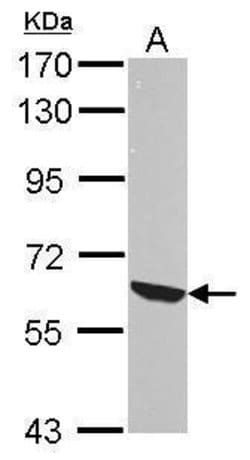 Invitrogen RelB Polyclonal Antibody 100 &mu;L; Unconjugated:Antibodies,