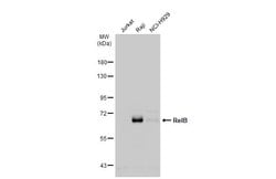 Invitrogen RelB Polyclonal Antibody 100 &mu;L; Unconjugated:Antibodies,