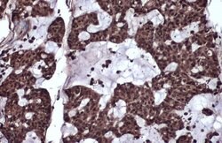 Invitrogen RelB Polyclonal Antibody 100 &mu;L; Unconjugated:Antibodies,