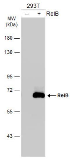 Invitrogen RelB Polyclonal Antibody 100 &mu;L; Unconjugated:Antibodies,