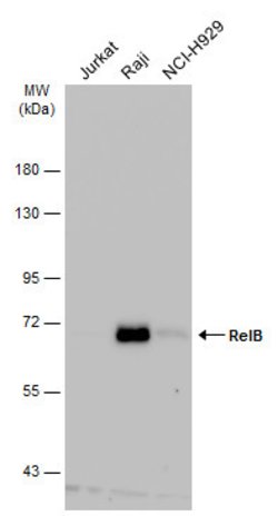 Invitrogen RelB Polyclonal Antibody 100 &mu;L; Unconjugated:Antibodies,