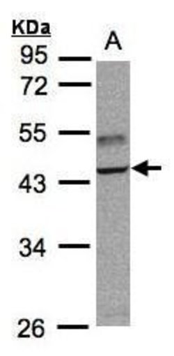 Invitrogen TRAF1 Polyclonal Antibody 100 &mu;L; Unconjugated:Antibodies,