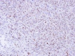 Invitrogen NADE Polyclonal Antibody 100 &mu;L; Unconjugated:Antibodies,