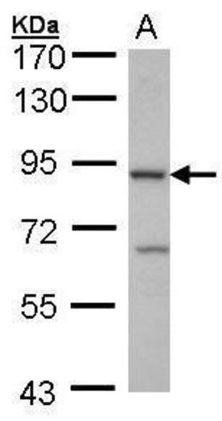 Cbl-b Polyclonal Antibody, Invitrogen 100 &mu;L; Unconjugated:Antibodies,