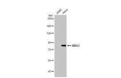 Invitrogen BAG3 Polyclonal Antibody 100 &mu;L | Buy Online | Invitrogen&trade; | Fisher Scientific