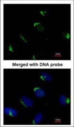 Invitrogen BAG1 Polyclonal Antibody 100 &mu;L; Unconjugated:Antibodies,