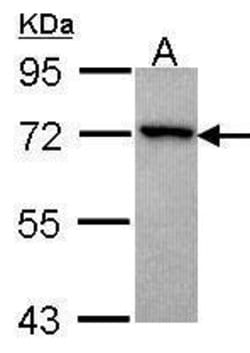 Invitrogen GRK3 Polyclonal Antibody 100 &mu;L; Unconjugated:Antibodies,