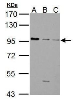 GABBR1 Polyclonal Antibody, Invitrogen 100 &mu;L; Unconjugated:Antibodies,