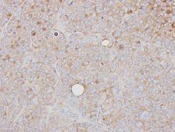 Invitrogen PRPS1 Polyclonal Antibody 100 &mu;L; Unconjugated:Antibodies,
