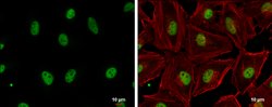 Invitrogen GABPA Polyclonal Antibody 100 &mu;L; Unconjugated:Antibodies,