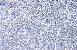 Invitrogen GABPA Polyclonal Antibody 100 &mu;L; Unconjugated:Antibodies,