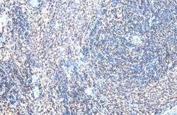 Invitrogen GABPA Polyclonal Antibody 100 &mu;L; Unconjugated:Antibodies,