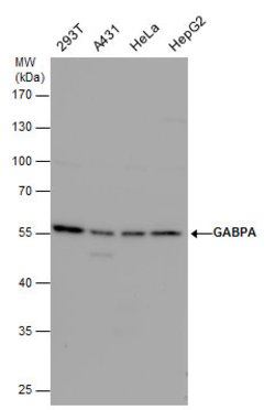 Invitrogen GABPA Polyclonal Antibody 100 &mu;L; Unconjugated:Antibodies,