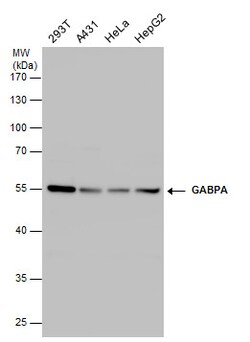 Invitrogen GABPA Polyclonal Antibody 100 &mu;L; Unconjugated:Antibodies,