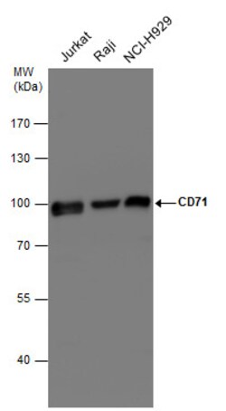 Invitrogen Transferrin Receptor Polyclonal Antibody 100 &mu;L; Unconjugated:Antibodies,