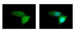 Invitrogen ABCB11 Polyclonal Antibody 100 μL; Unconjugated:Antibodies,