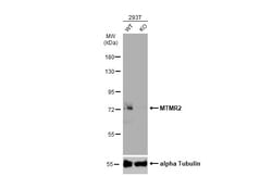 Invitrogen MTMR2 Polyclonal Antibody 100 &mu;L; Unconjugated:Antibodies,