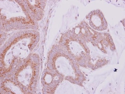 Invitrogen GBF1 Polyclonal Antibody 100 &mu;L; Unconjugated:Antibodies,