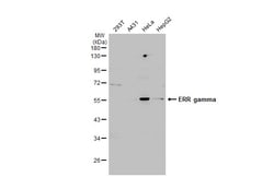 Invitrogen ESRRG Polyclonal Antibody 100 &mu;L; Unconjugated:Antibodies,