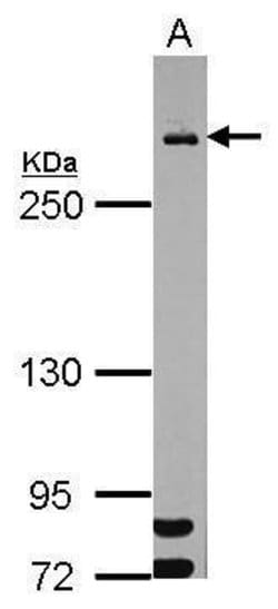Invitrogen MDC1 Polyclonal Antibody 100 &mu;L | Buy Online | Invitrogen&trade; | Fisher Scientific