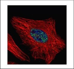 Invitrogen WTAP Polyclonal Antibody 100 &mu;L; Unconjugated:Antibodies,