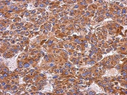 Invitrogen ITGA9 Polyclonal Antibody 100 &mu;L; Unconjugated:Antibodies,