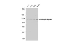 Invitrogen ITGA9 Polyclonal Antibody 100 &mu;L; Unconjugated:Antibodies,