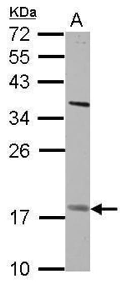 Invitrogen GS2 Polyclonal Antibody 100 μL; Unconjugated:Antibodies,