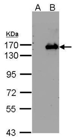 Invitrogen BRPF1 Polyclonal Antibody 100 &mu;L; Unconjugated:Antibodies,