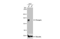 Invitrogen BRPF1 Polyclonal Antibody 100 &mu;L; Unconjugated:Antibodies,