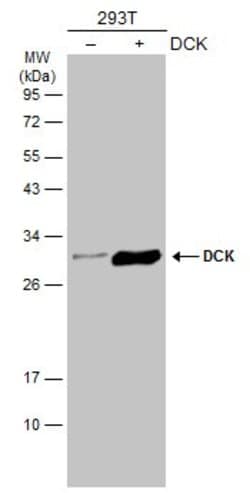 Invitrogen DCK Polyclonal Antibody 100 &mu;L; Unconjugated:Antibodies,