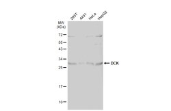 Invitrogen DCK Polyclonal Antibody 100 &mu;L; Unconjugated:Antibodies,