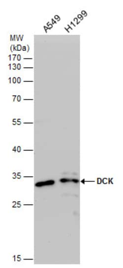 Invitrogen DCK Polyclonal Antibody 100 &mu;L; Unconjugated:Antibodies,