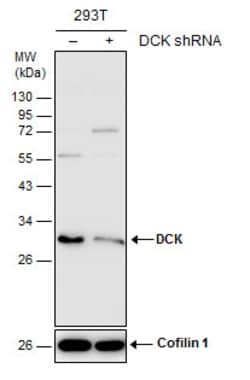 Invitrogen DCK Polyclonal Antibody 100 &mu;L; Unconjugated:Antibodies,