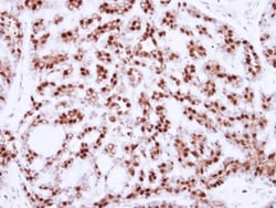 Invitrogen Cdc25C Polyclonal Antibody 100 &mu;L; Unconjugated:Antibodies,
