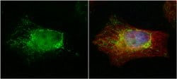 Invitrogen PTER Polyclonal Antibody 100 &mu;L; Unconjugated:Antibodies,