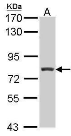 Invitrogen RFX3 Polyclonal Antibody 100 &mu;L; Unconjugated:Antibodies,