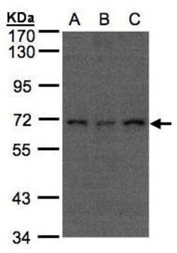 Invitrogen APC6 Polyclonal Antibody 100 &mu;L; Unconjugated:Antibodies,
