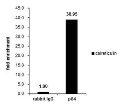 Invitrogen Nuclear Matrix Protein p84 Polyclonal Antibody 100 &mu;L; Unconjugated:Antibodies,