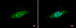 Invitrogen Nuclear Matrix Protein p84 Polyclonal Antibody 100 &mu;L; Unconjugated:Antibodies,