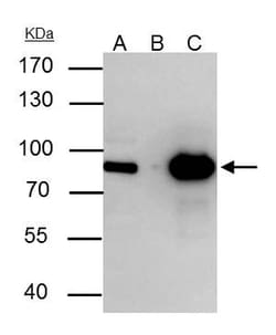 Invitrogen Nuclear Matrix Protein p84 Polyclonal Antibody 100 &mu;L; Unconjugated:Antibodies,