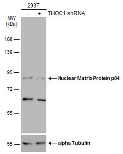 Invitrogen Nuclear Matrix Protein p84 Polyclonal Antibody 100 &mu;L; Unconjugated:Antibodies,