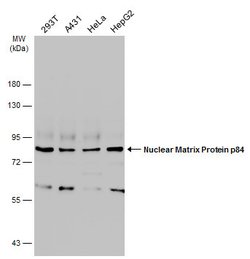 Invitrogen Nuclear Matrix Protein p84 Polyclonal Antibody 100 &mu;L; Unconjugated:Antibodies,